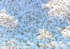 Alerta en Canarias: Llega un enjambre de langostas subsaharianas