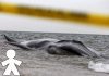 Encuentran una ballena muerta en la playa de Castelldefels a plena luz del día