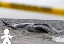 Encuentran una ballena muerta en la playa de Castelldefels a plena luz del día
