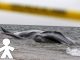 Encuentran una ballena muerta en la playa de Castelldefels a plena luz del día