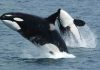 Dos orcas atacan una embarcación a tres millas de Marbella