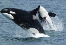 Dos orcas atacan una embarcación a tres millas de Marbella