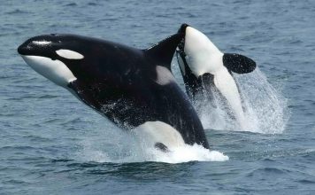 Dos orcas atacan una embarcación a tres millas de Marbella