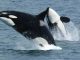 Dos orcas atacan una embarcación a tres millas de Marbella