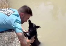 Un guardia civil fuera de servicio rescata a su cuarto perro en ocho meses de una acequia de Murcia: «Sospecho que es la misma persona que los lanza»