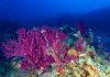 Life Intermares triplica la protección marina en España al elevar la superficie protegida del 8% al 22,5% en una década