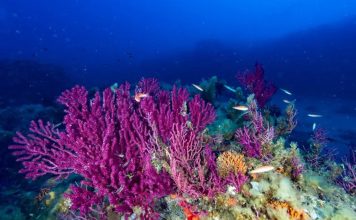 Life Intermares triplica la protección marina en España al elevar la superficie protegida del 8% al 22,5% en una década