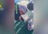 La Guardia Civil rescata con vida a un pez luna de seis kilos atrapado en una red de pesca ilegal frente a El Campello (Alicante)