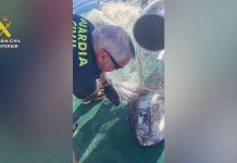 La Guardia Civil rescata con vida a un pez luna de seis kilos atrapado en una red de pesca ilegal frente a El Campello (Alicante)