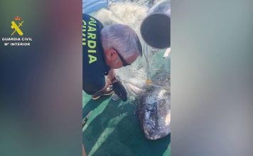 La Guardia Civil rescata con vida a un pez luna de seis kilos atrapado en una red de pesca ilegal frente a El Campello (Alicante)