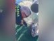 La Guardia Civil rescata con vida a un pez luna de seis kilos atrapado en una red de pesca ilegal frente a El Campello (Alicante)