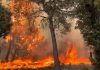 Un incendio «con gran poder de destrucción» obliga a evacuar cuatro municipios en Zaragoza