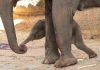 Nace una cría de elefante asiático de Sumatra en el Zoo Aquarium de Madrid, una especie en peligro crítico de extinción