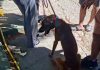 La Guardia Civil investiga a los dueños de una residencia canina por maltrato tras rescatar 46 perros en estado crítico