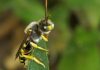 Doñana, un santuario para las abejas: el CSIC identifica 387 especies, casi un tercio de todas las de la península ibérica