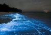 El mar se ilumina en Tenerife: la espectacular bioluminiscencia que tiñe de azul la costa de Radazul
