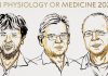 El Nobel de Medicina 2026 premia la optogenética: la técnica que permite encender y apagar neuronas con luz