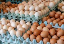 Alerta sanitaria en España: 13 intoxicados por salmonela tras consumir huevos contaminados de producción nacional