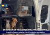 Rescatados 61 perros y gatos encerrados a oscuras en armarios en una vivienda de Vélez-Málaga