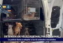 Rescatados 61 perros y gatos encerrados a oscuras en armarios en una vivienda de Vélez-Málaga