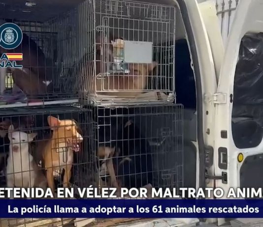 Rescatados 61 perros y gatos encerrados a oscuras en armarios en una vivienda de Vélez-Málaga